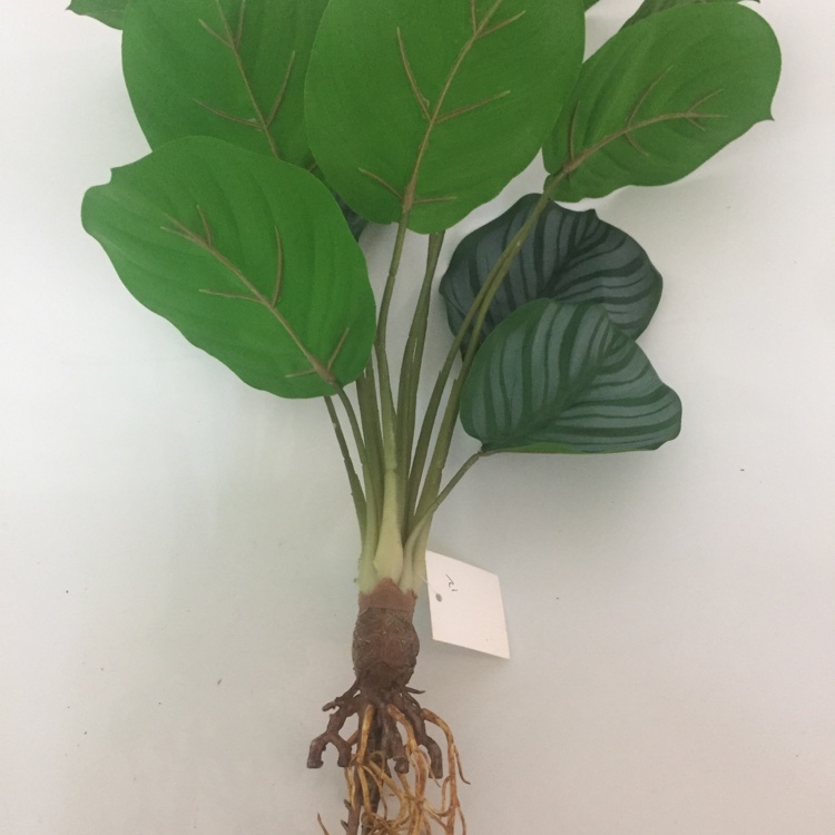Artificial Green Plants False Flowers False Trees Rural Flowers Grass Home Decoration Application Scenario