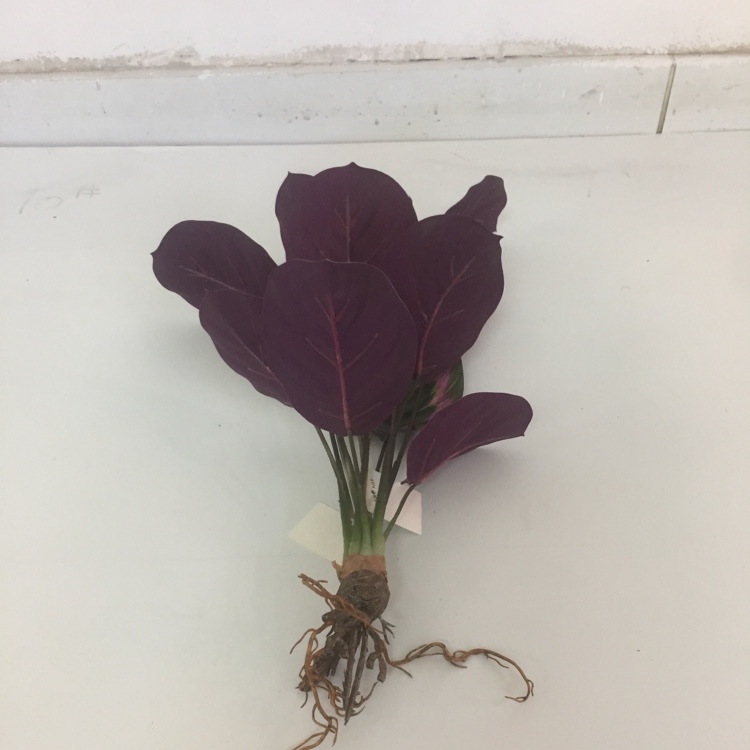 Simulation Green Plant Tropical Plant Simulation Flower New Green Plant Decoration Item Picture