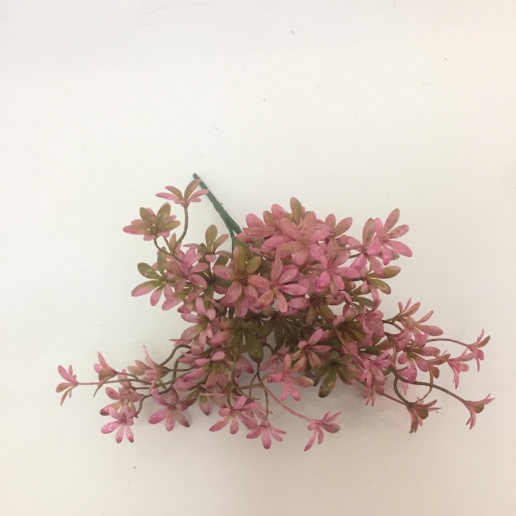 5 Head French Jasmine Flower Simulation Small Flower Fake Flower Placement Flowers details Picture