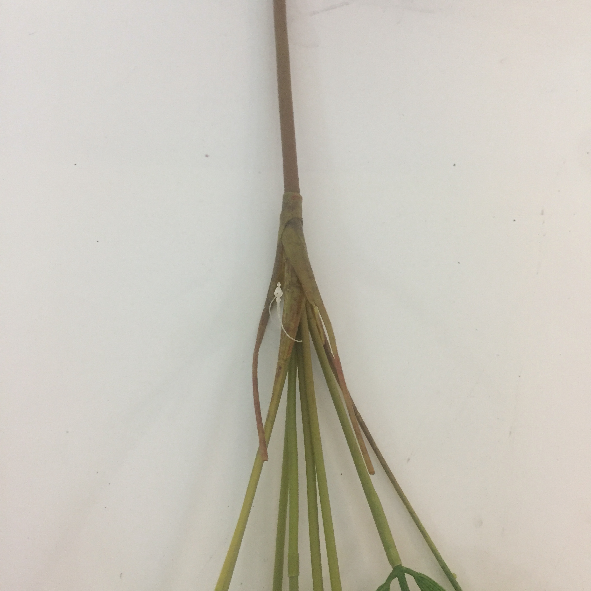 7 Leaf Wind Tail Bamboo Simulation Green Plant Simulation Green Leaf Engineering Flowers And Plants undefined