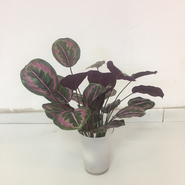 Simulation Green Plant Tropical Plant Simulation Flower New Green Plant Decoration details Picture