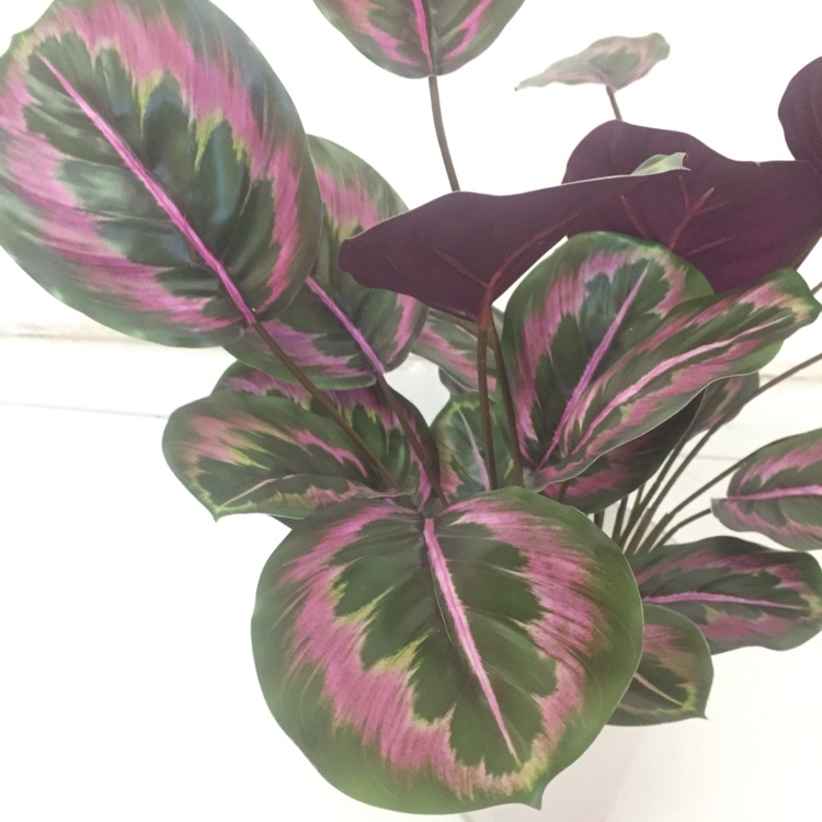 Simulation Green Plant Tropical Plant Simulation Flower New Green Plant Decoration Specification drawing