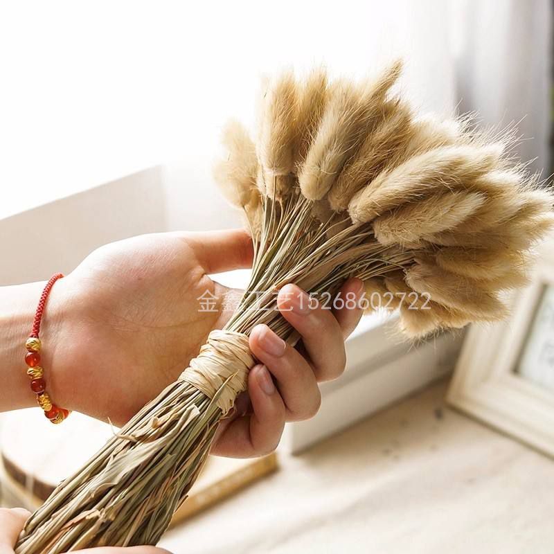 Rabbit tail grass dried flower bouquet ins web celebrity eternal flower living room decoration piece flower arrangement material dog tail grass undefined