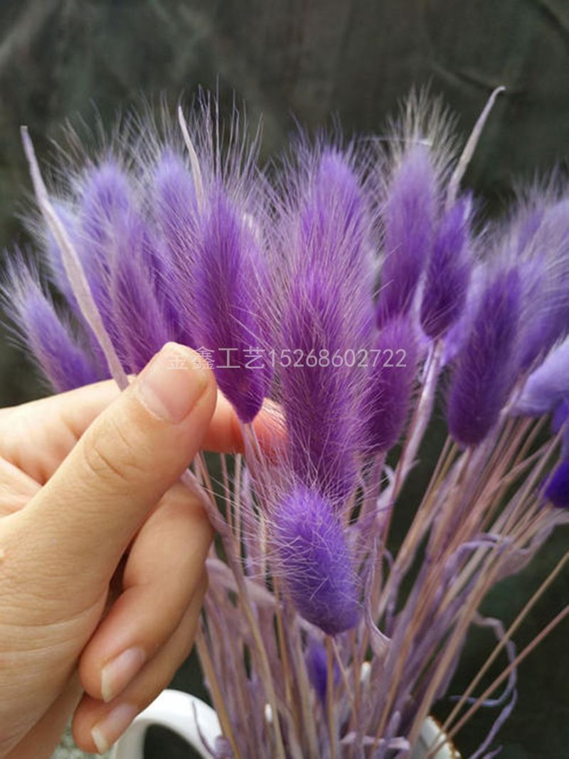 Rabbit tail grass dried flower bouquet ins web celebrity eternal flower living room decoration piece flower arrangement material dog tail grass Item Picture