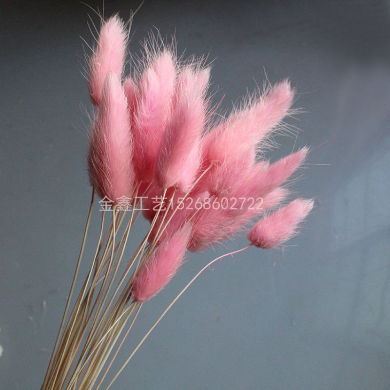 Rabbit tail grass dried flower bouquet ins web celebrity eternal flower living room decoration piece flower arrangement material dog tail grass Application Scenario