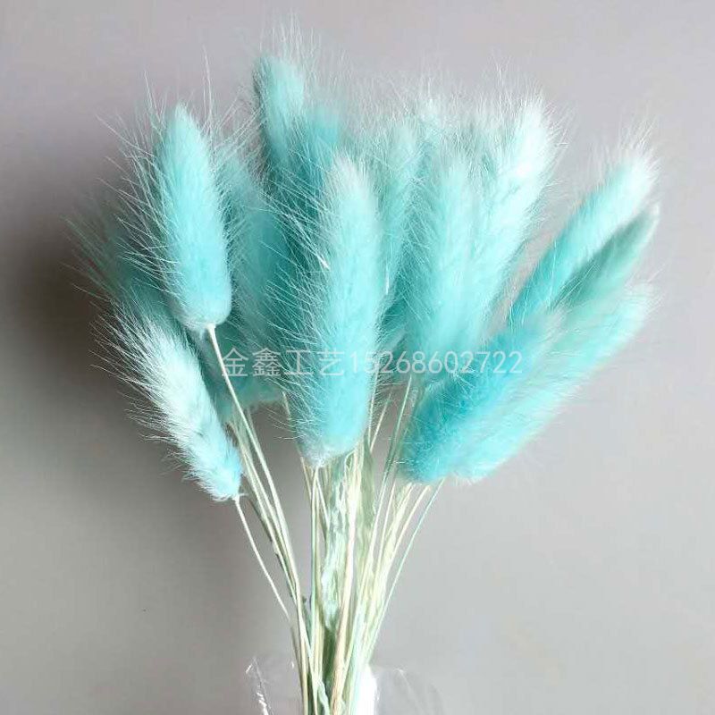 Rabbit tail grass dried flower bouquet ins web celebrity eternal flower living room decoration piece flower arrangement material dog tail grass details Picture
