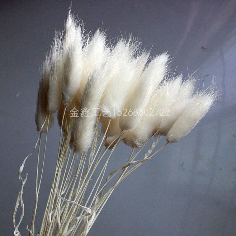 Rabbit tail grass dried flower bouquet ins web celebrity eternal flower living room decoration piece flower arrangement material dog tail grass Specification drawing