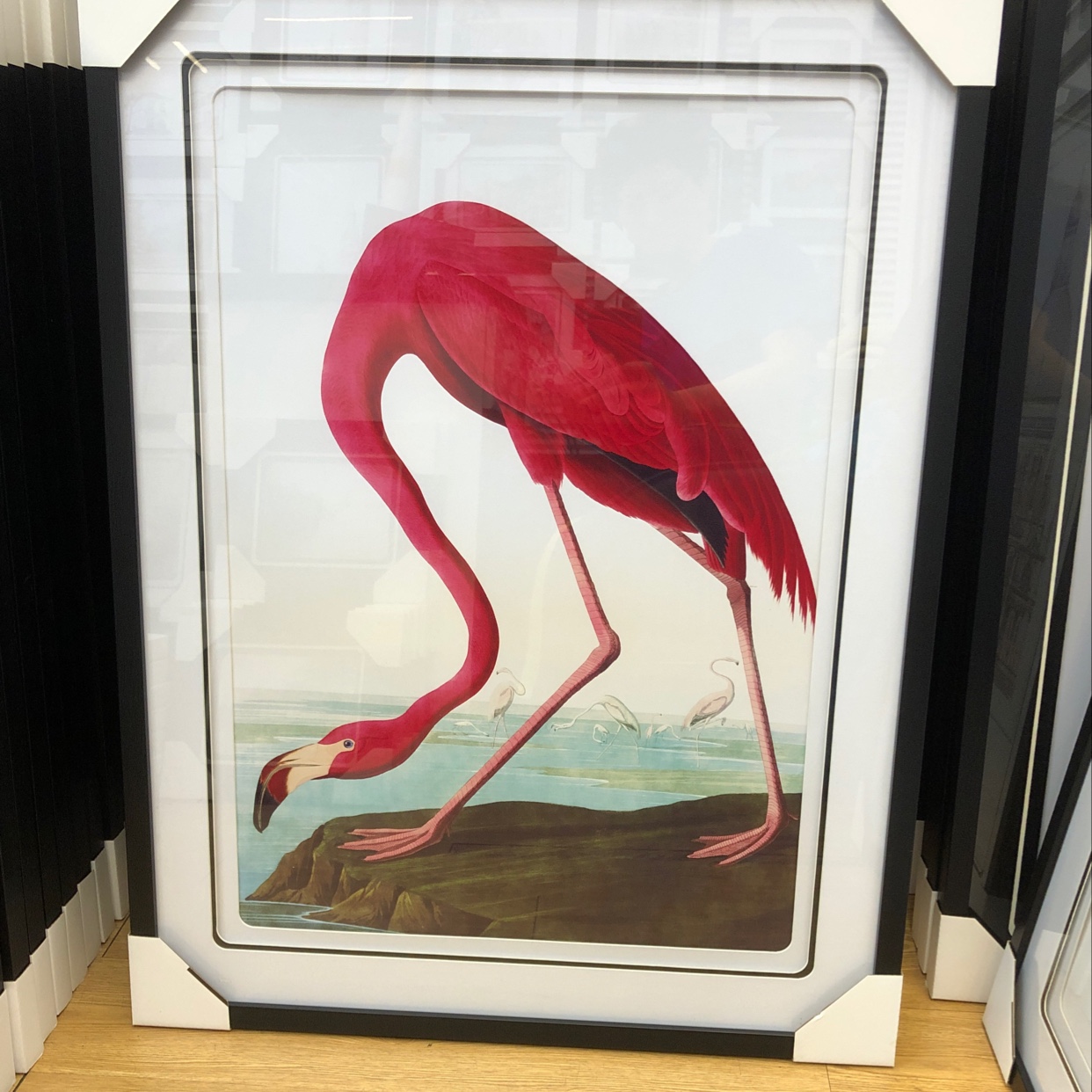 黑白框彩色画面鸟类图案