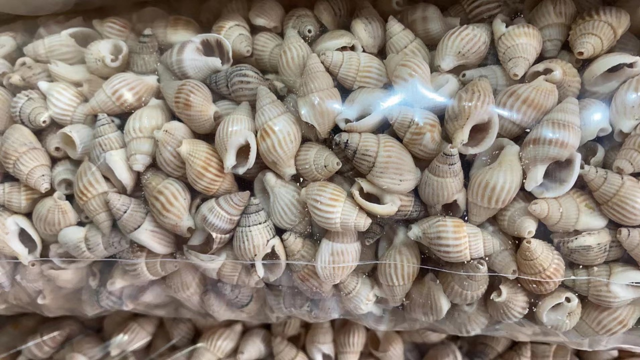 天然小海螺                         