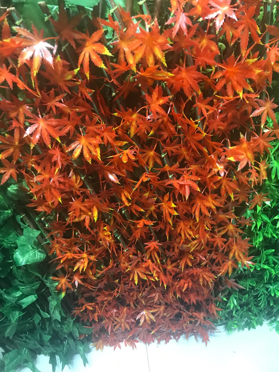 Gum red maple leaf thumbnail