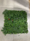 1米X1米植物