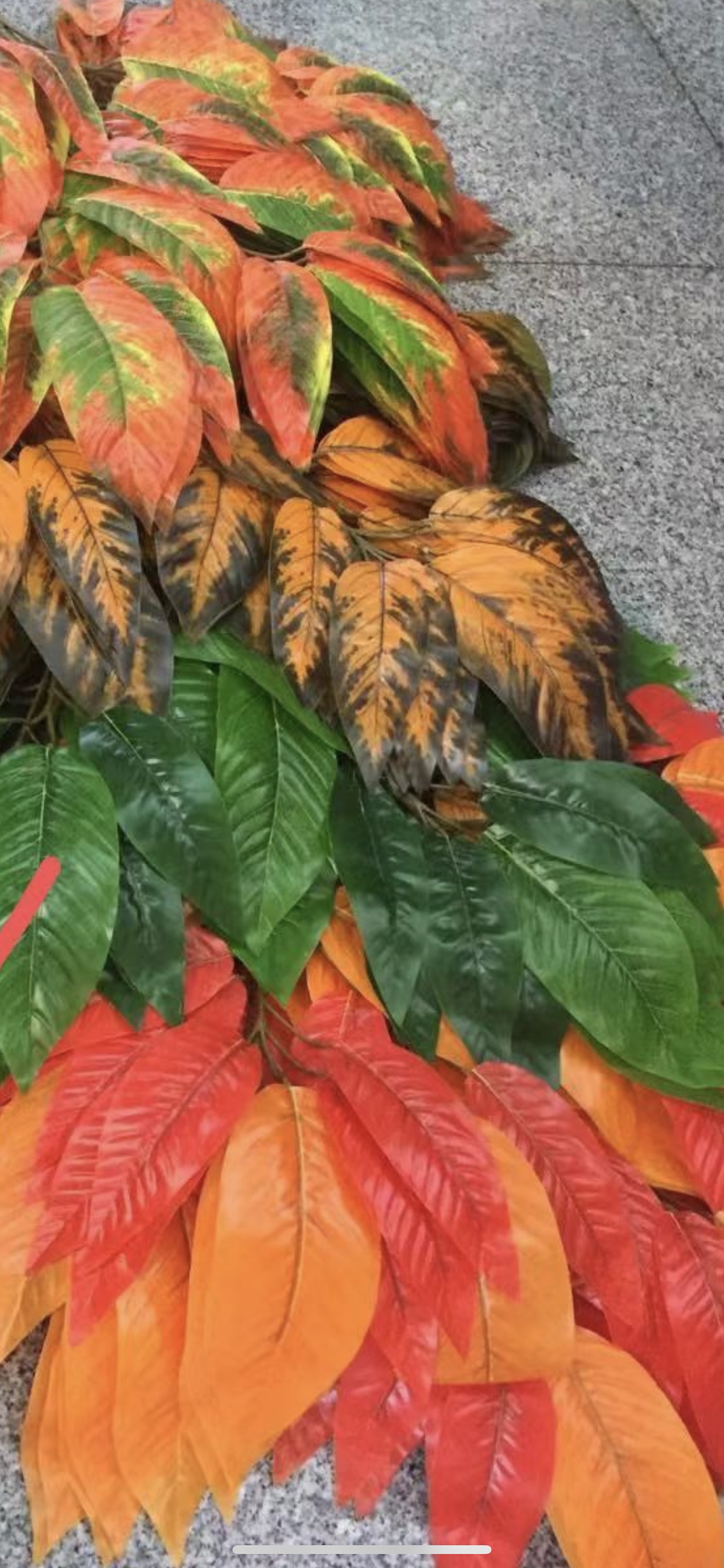 Gum leaf mango thumbnail