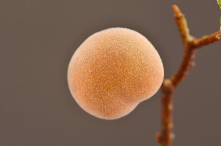 Lanjin Factory offers wholesale and direct sales of artificial flowers, Chinese-style decorative berries, peaches, artificial fruits, and foam artificial peaches detail image 18