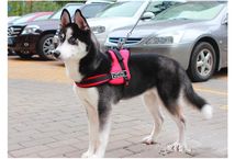 TS Sports Dog harness set工作犬狗背带导盲犬胸背牵引带宠物护心带