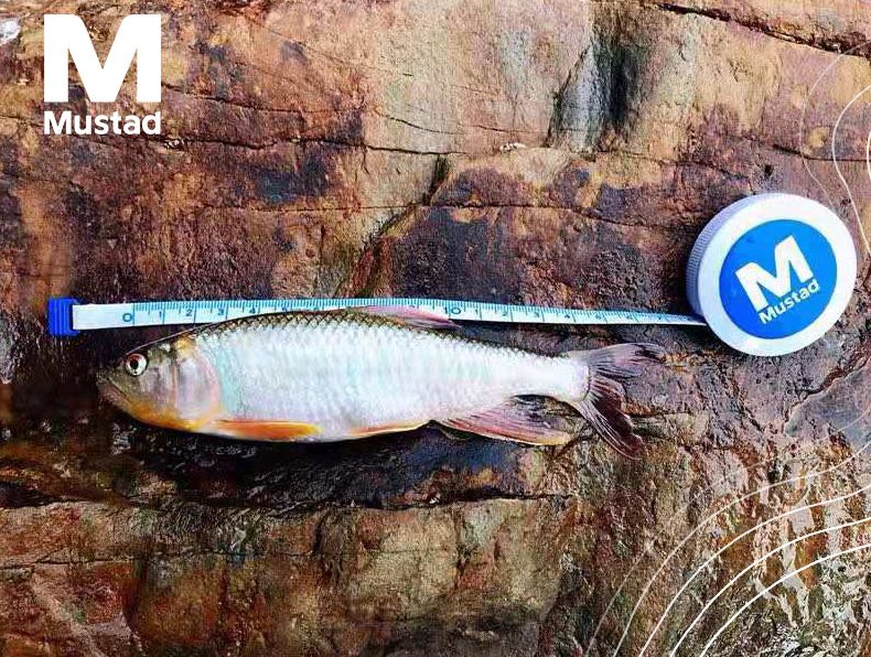 Musda Mini Automatic Retractable Portable Measure Fish Soft Ruler Stream Micro Luya Fishing Gadget Accessories Item Picture