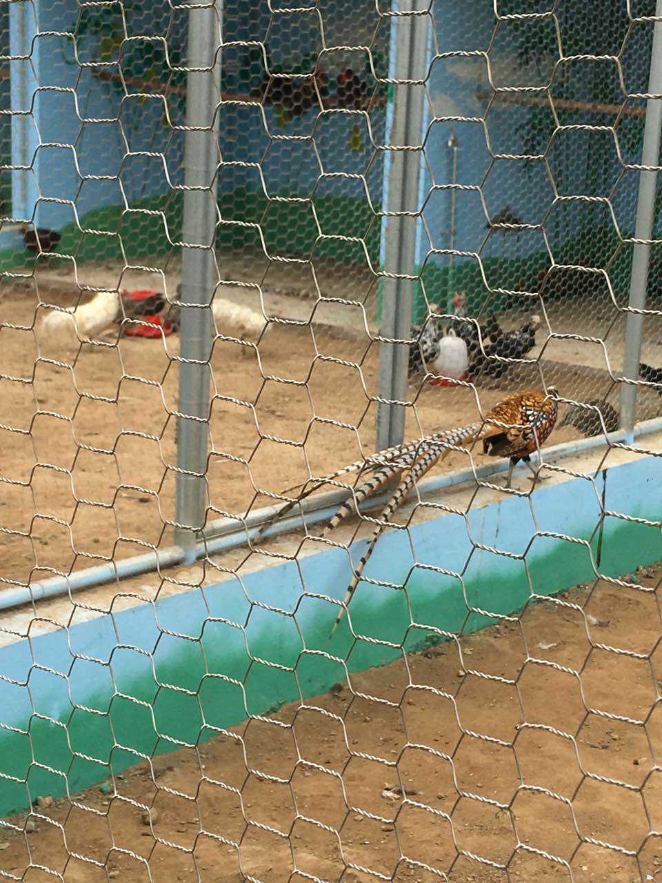 Hexagonal net chicken cage rabbit cage PVC coated plastic hexagonal net 3/4 "1m*50m electroplated wire mesh fence net