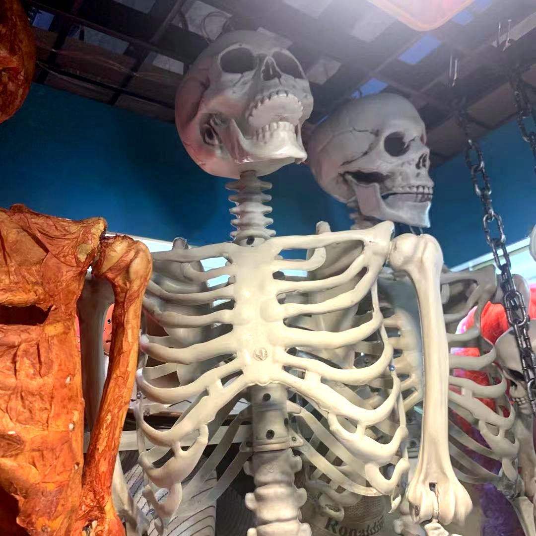 Halloween props of various sizes with human skeletons, haunted house decorations, simulated human whole bones, scary Halloween carnival pendants