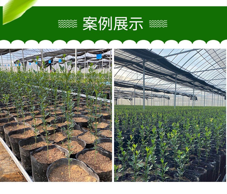 双色塑料花盆PP双色花盆育苗盆营养钵绿植园艺多肉盆详情图11