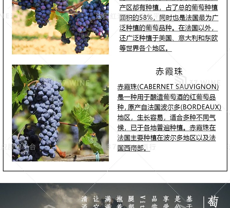 法国红酒 6L装 Vitis Originem Vin Rouge 萄源吕萨克圣艾美隆红葡萄酒详情5