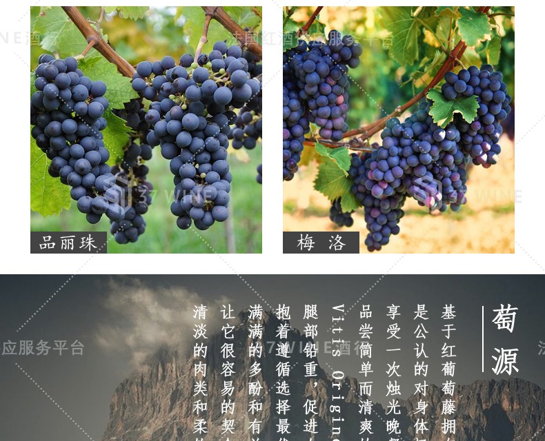 法国红酒 3L装 Vitis Originem Vin Rouge 萄源贝尔热拉克红葡萄酒详情6