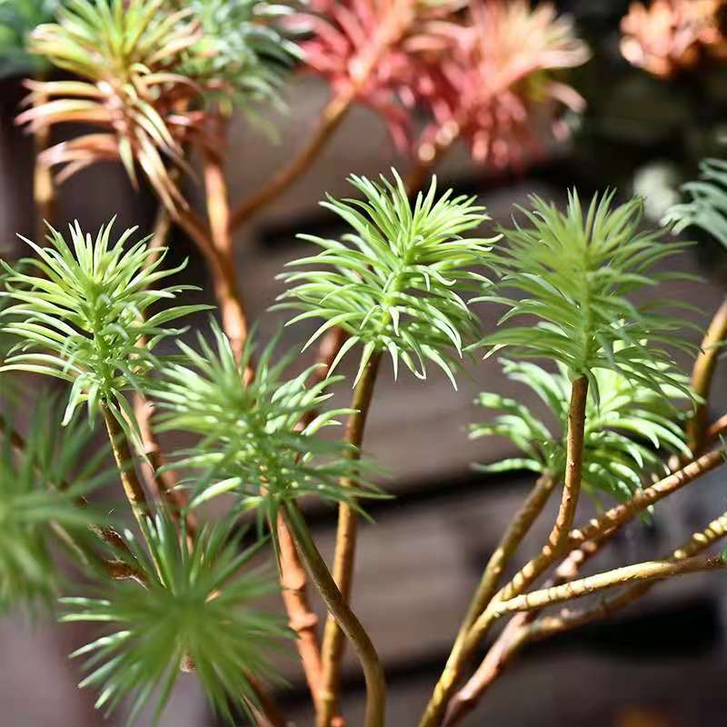 绿植多肉/仿真花/家居装饰产品图