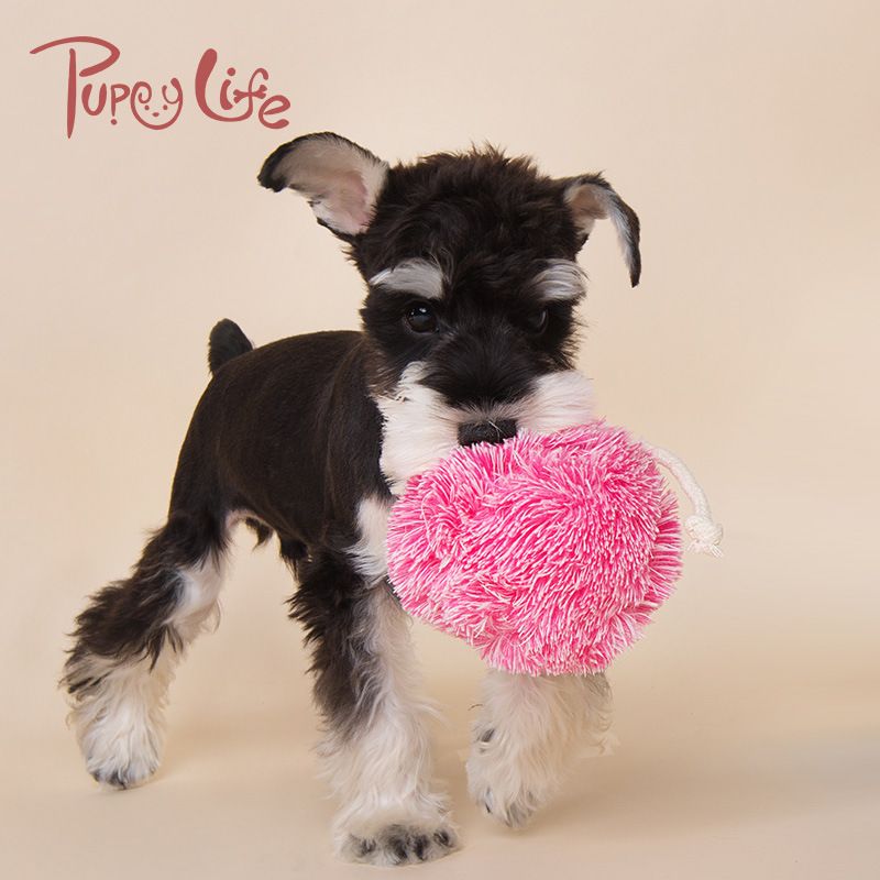 Pet toy manufacturers new bite interactive dog toy long hair BB called plush dog toy wholesale Application Scenario