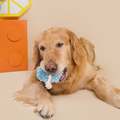 Pet toy manufacturers new bite interactive dog toy long hair BB called plush dog toy wholesale details Picture
