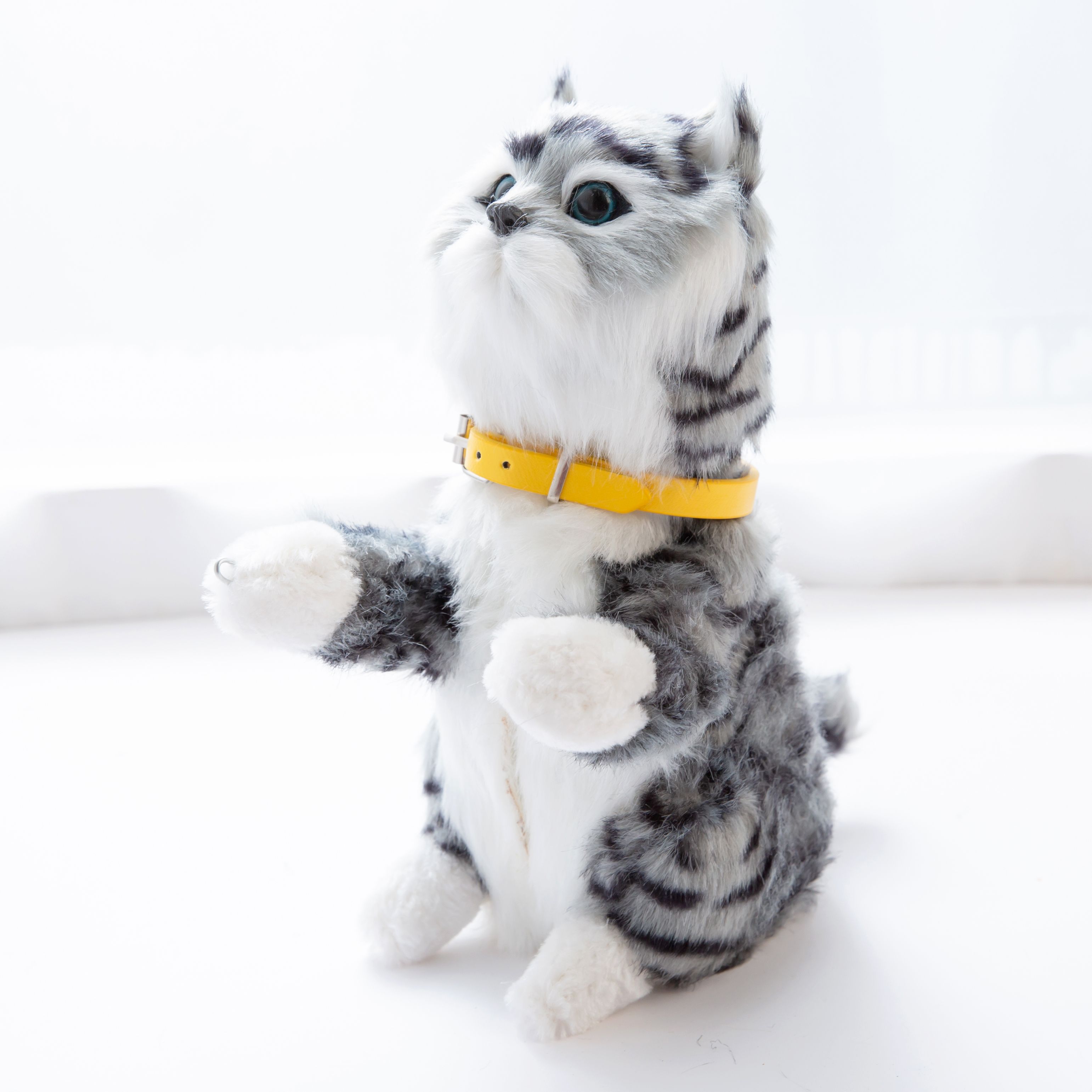 A cat that senses music, a cat wagging its tail, an animal cat