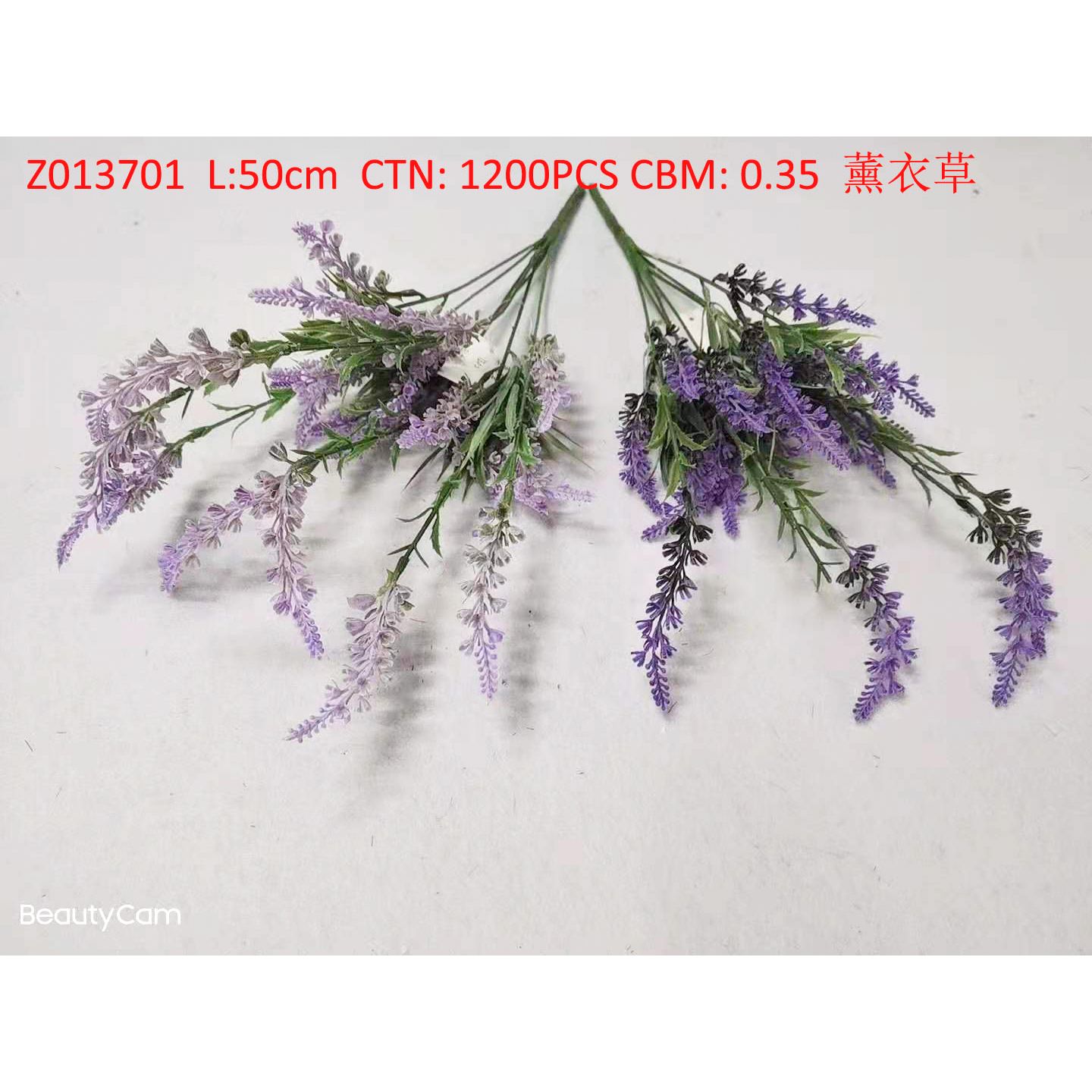 Lavender Z013701