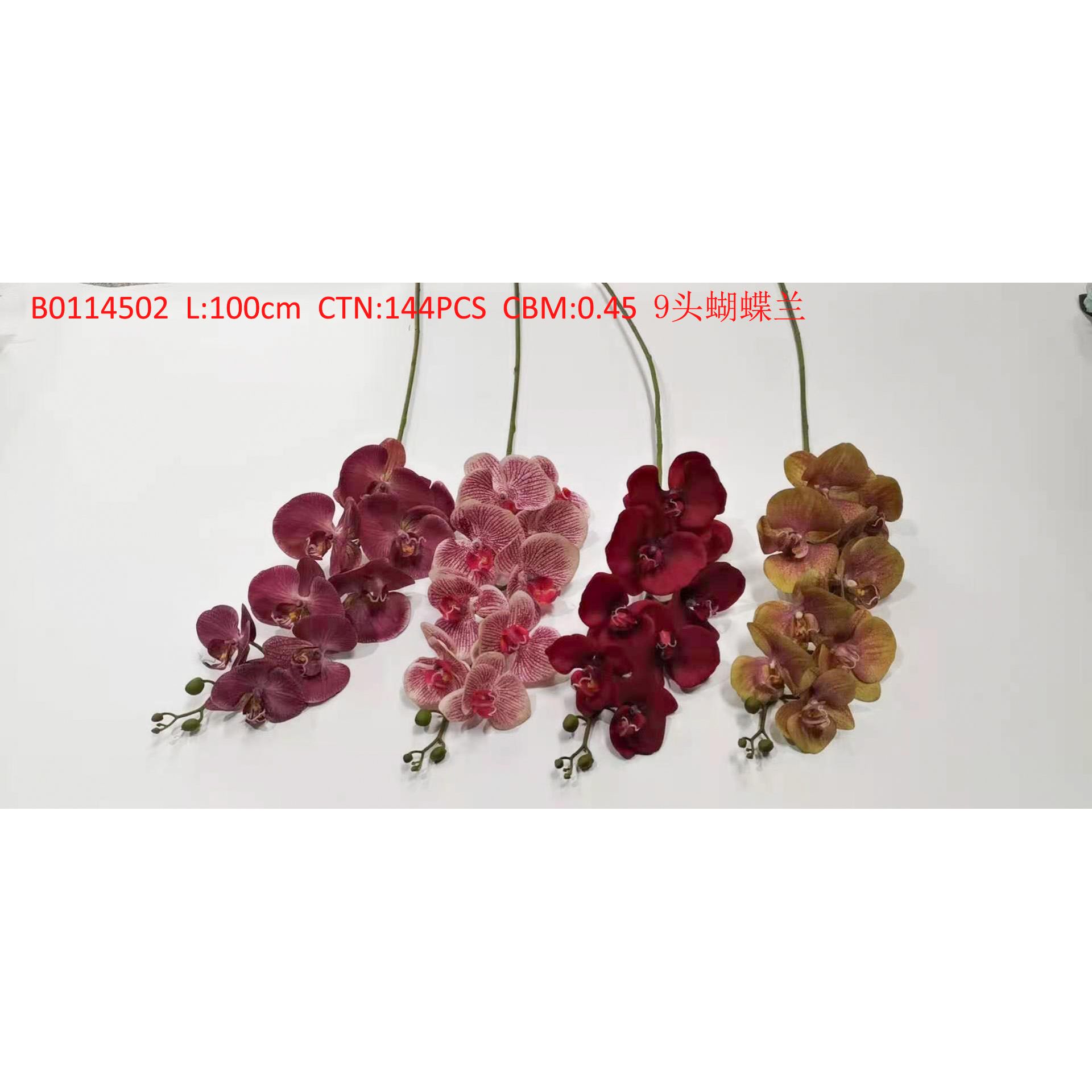 9 Phalaenopsis B0114502 thumbnail