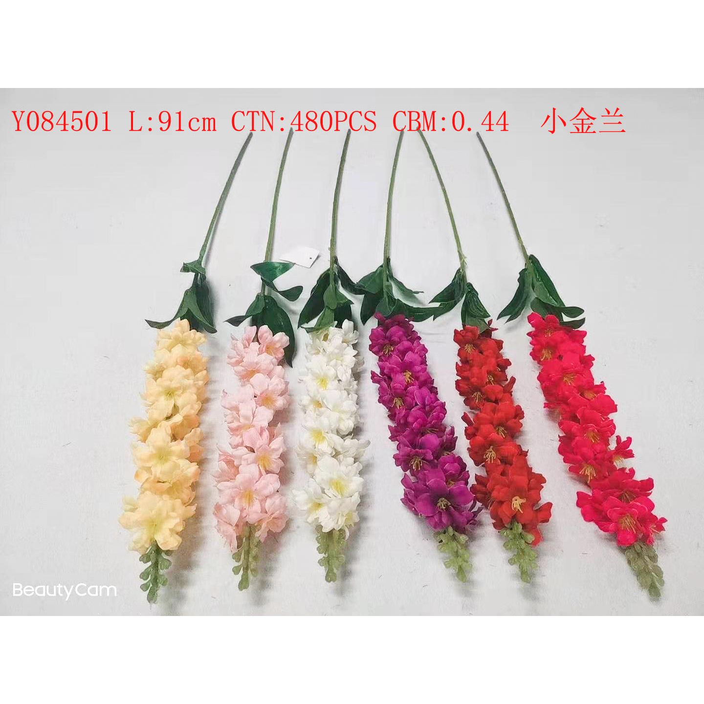 小金兰 Y084501