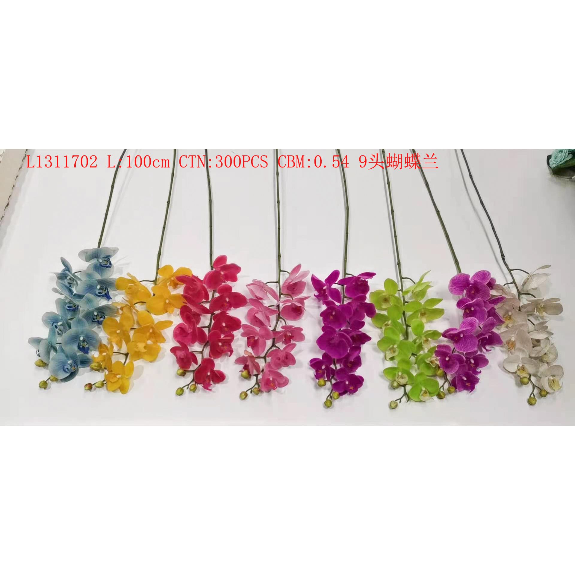 9 Phalaenopsis L1311702 thumbnail