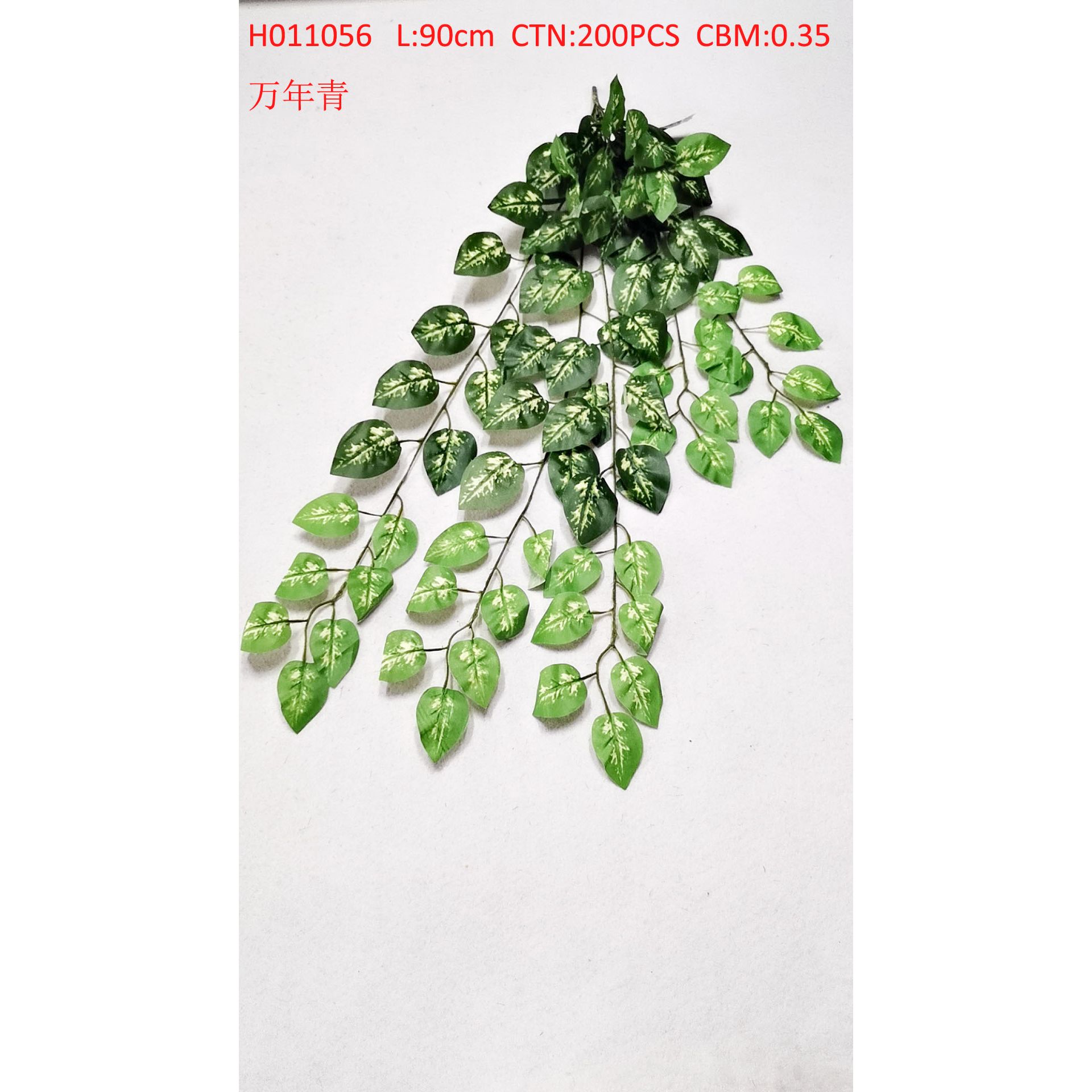 Evergreen H011056