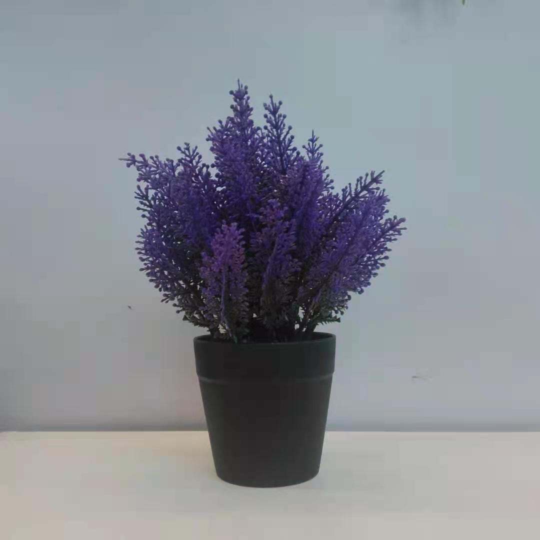 Lavender (purple