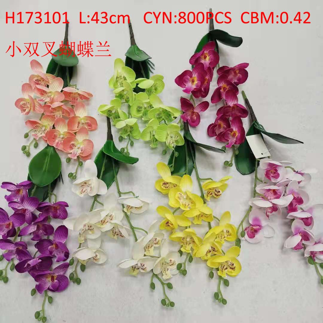 Phalaenopsis minor H173101