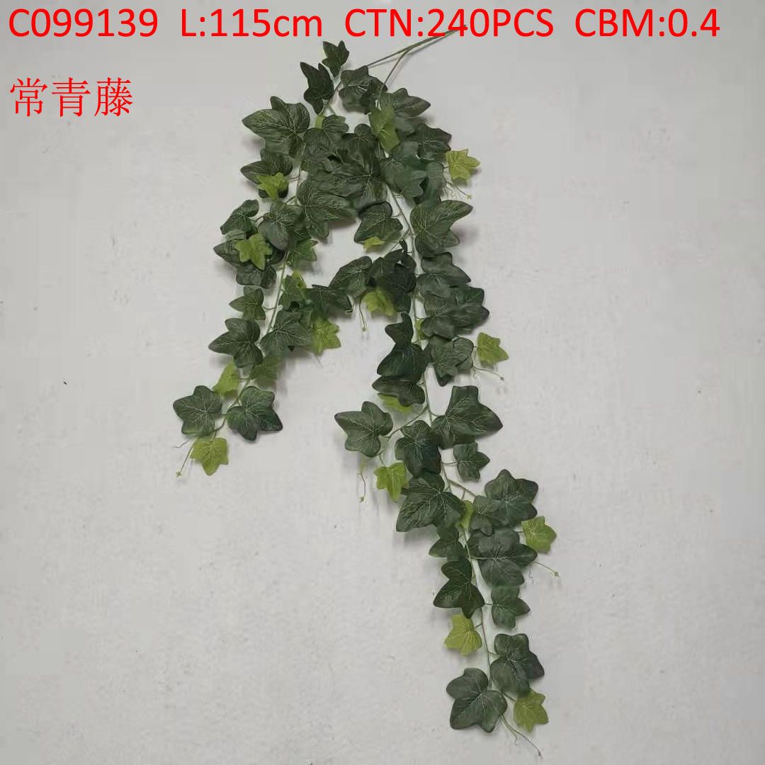 Ivy C099139