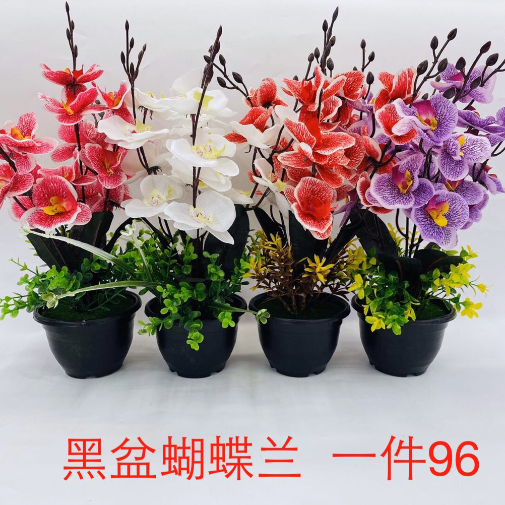 黑盆蝴蝶兰