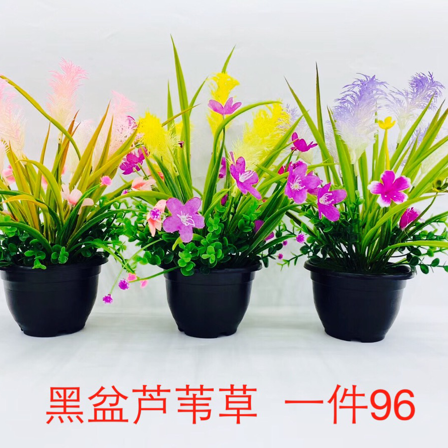 黑盆芦苇草