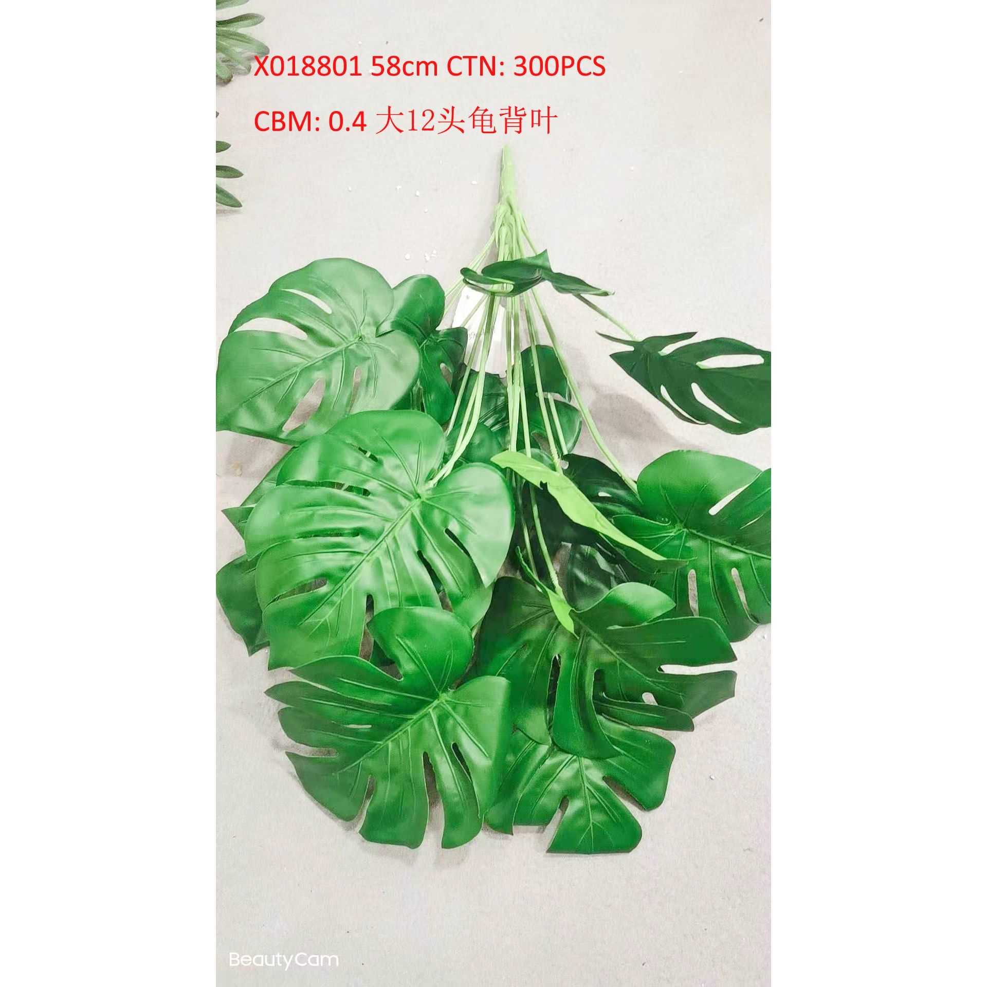 大12头龟背叶 X018801