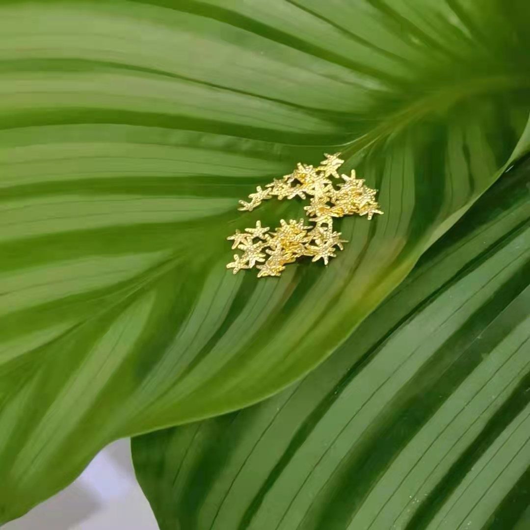 5.0 Starfish Mini Cute Nail metal Patches are a bestseller on the Internet details Picture