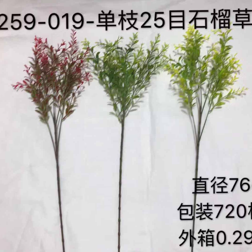 单支25目石榴草