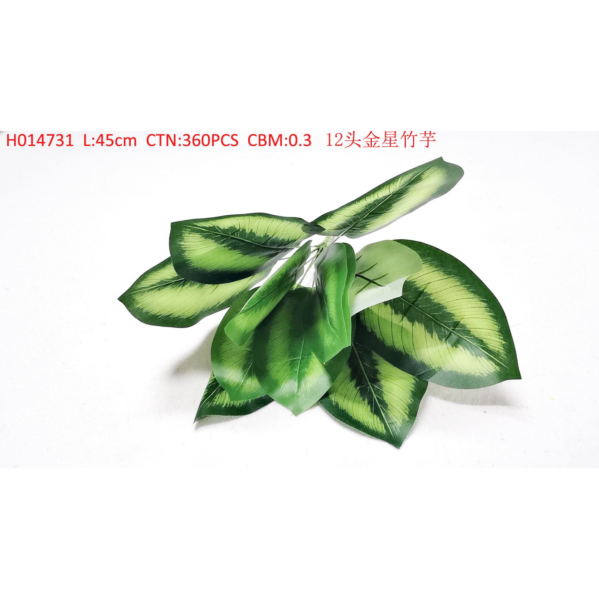 12 Venus taro H014731
