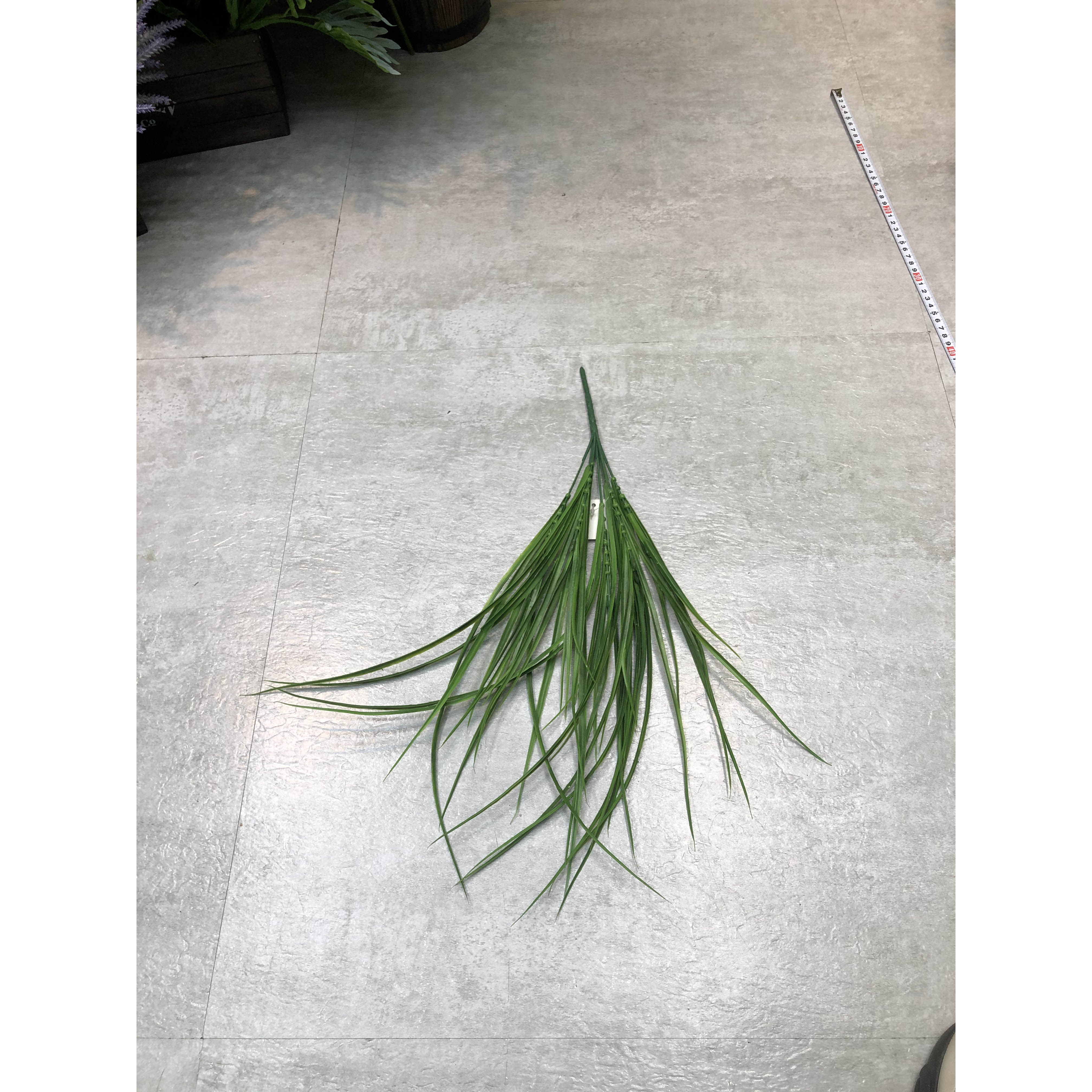 小青草 IMG_7949(1)