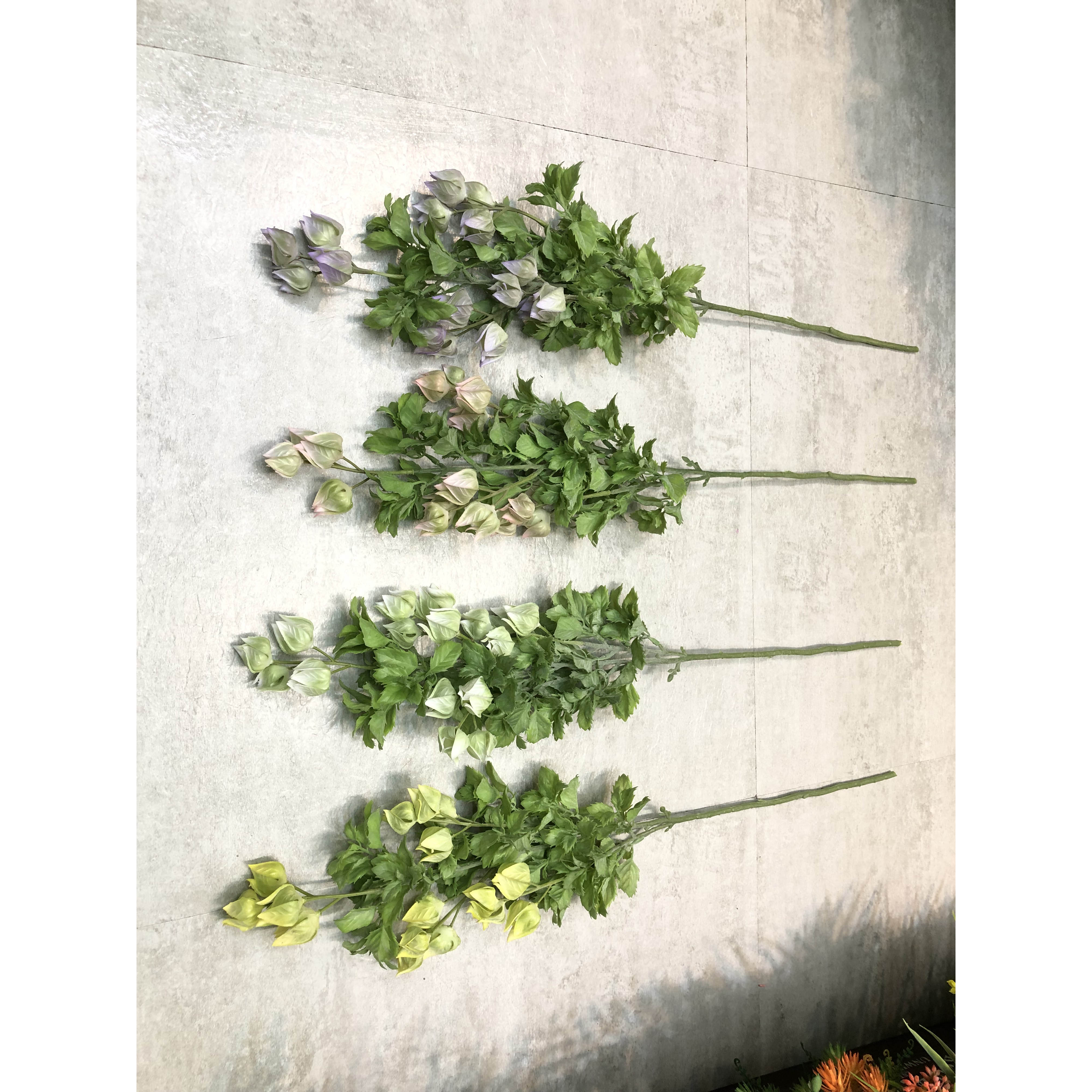 4叉灯笼花 IMG_2246