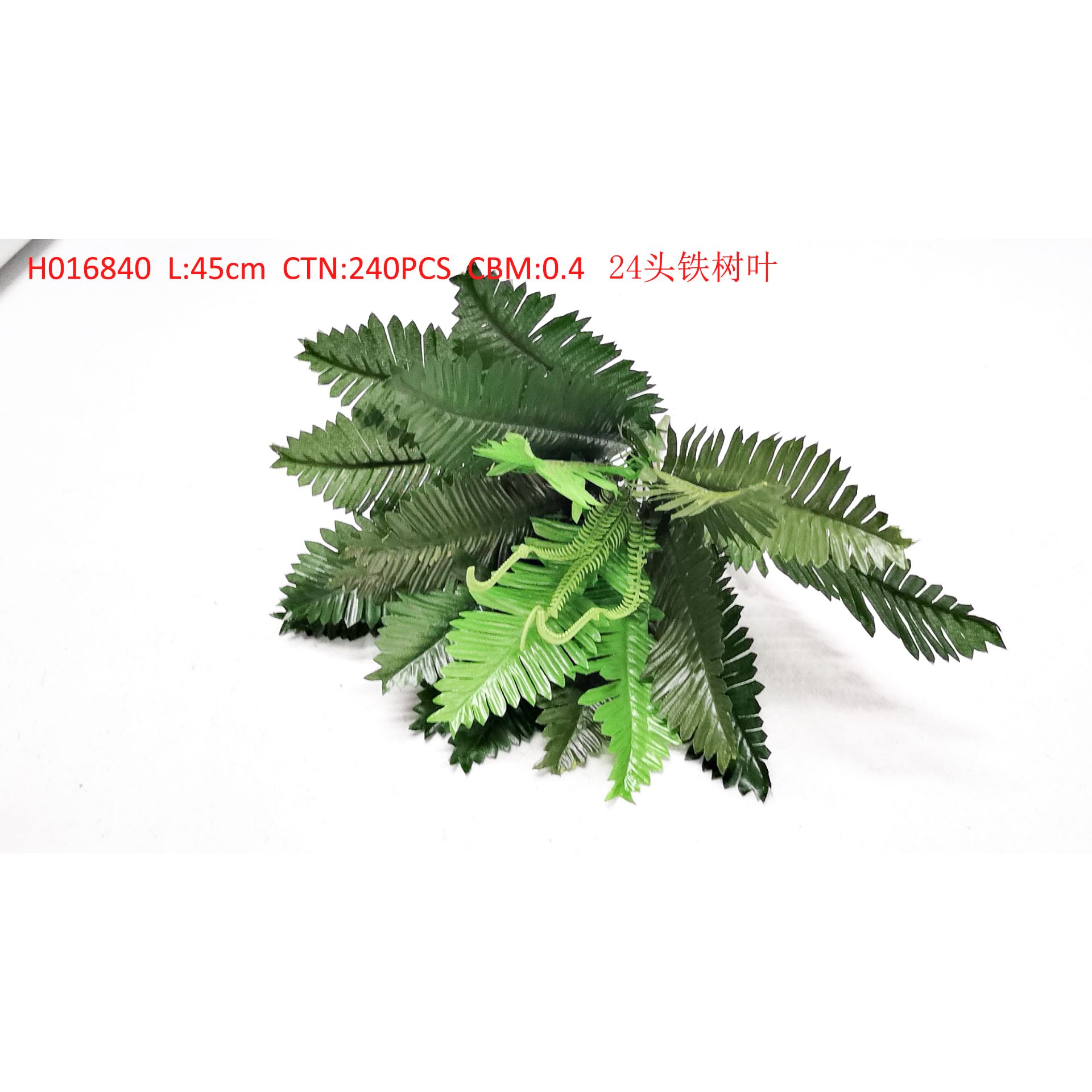 24头铁树 H016840