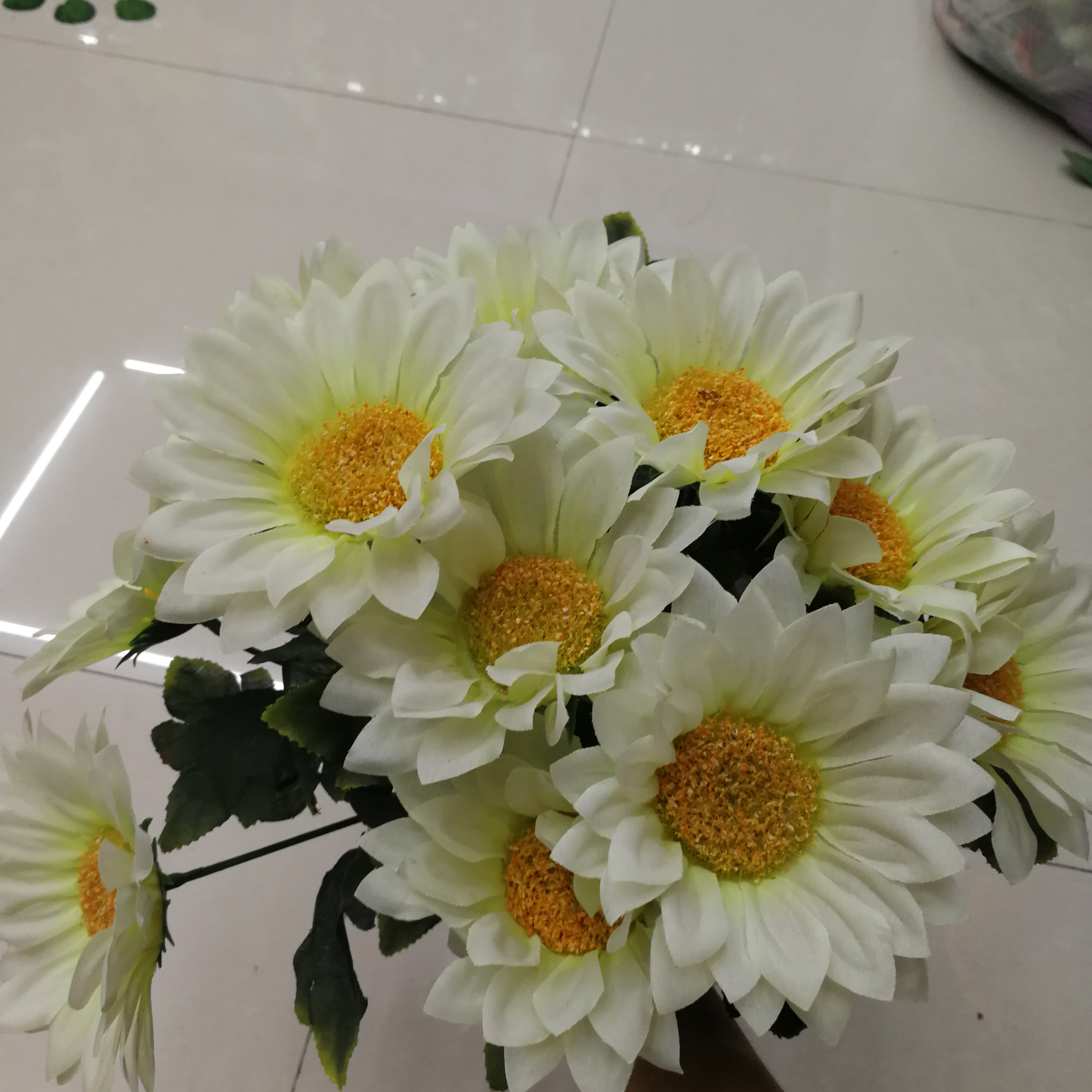 White sunflower