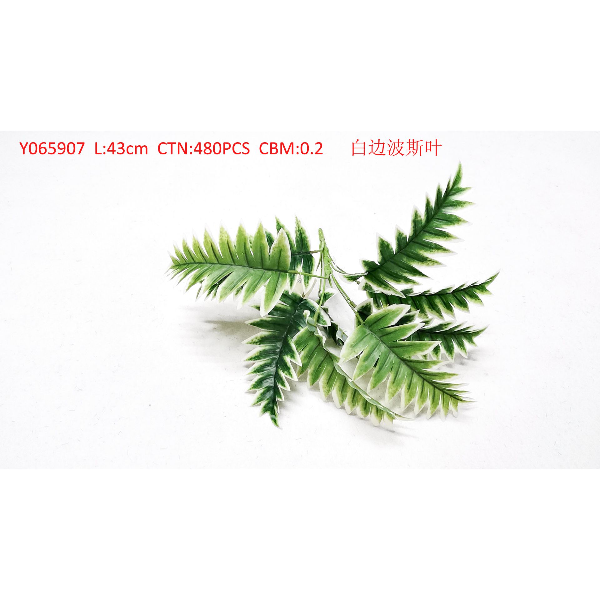 White border Persian leaf Y065907
