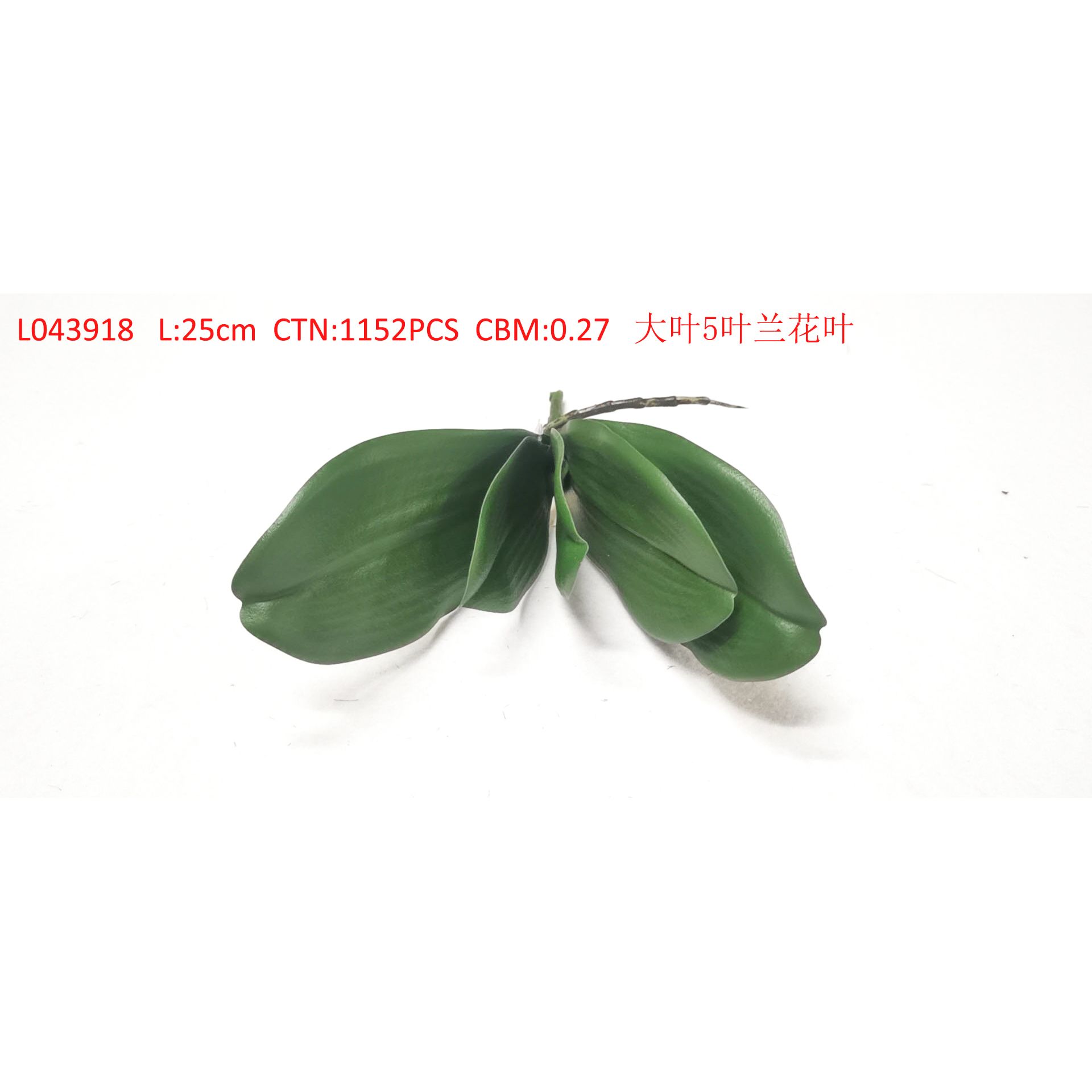 Large leaf 5 leaf orchid leaf L043918