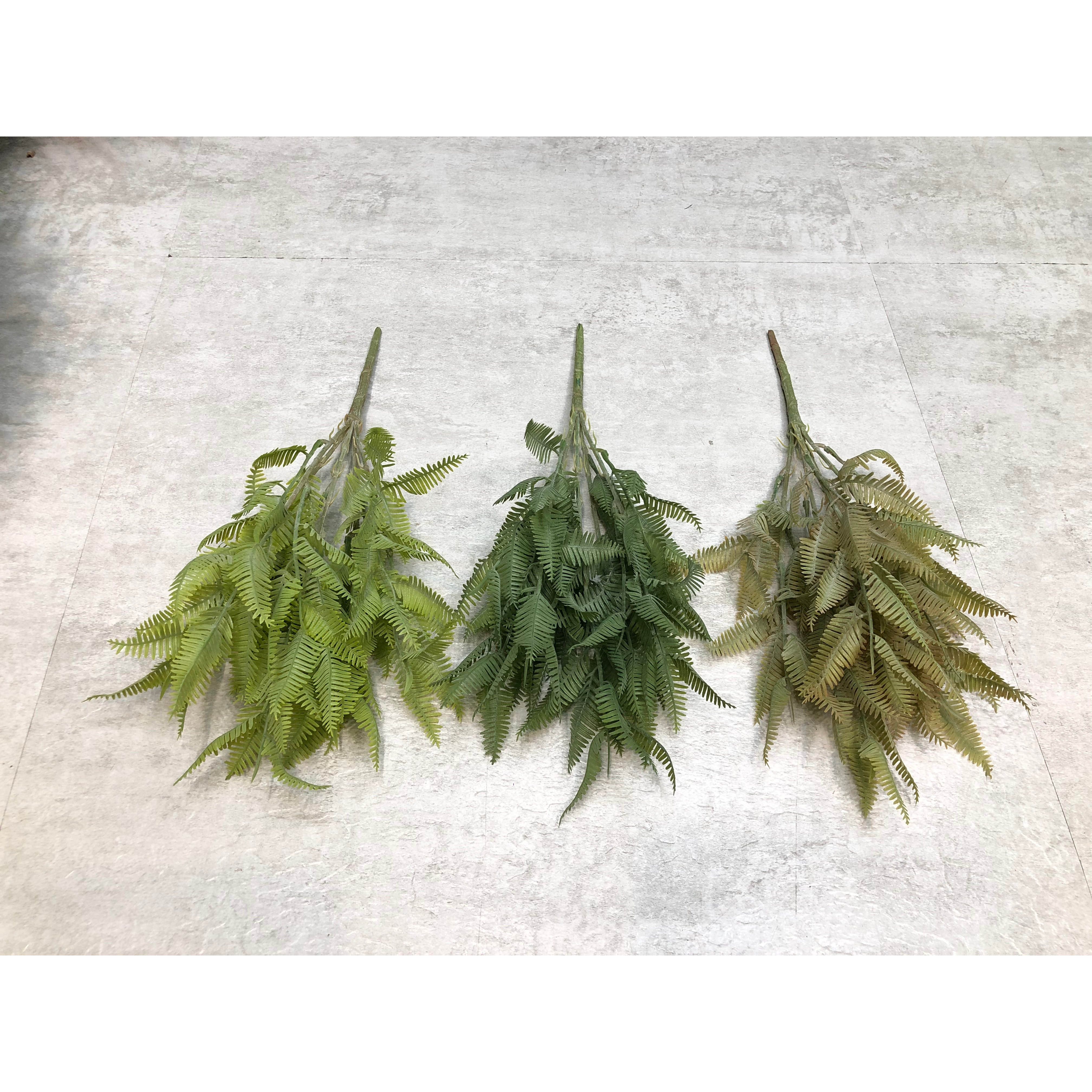 5叉芝琪草 IMG_8211(2)