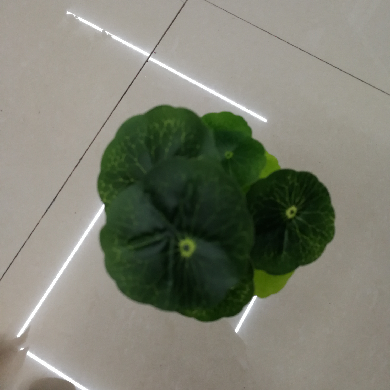 رقائق العشب الثلاث